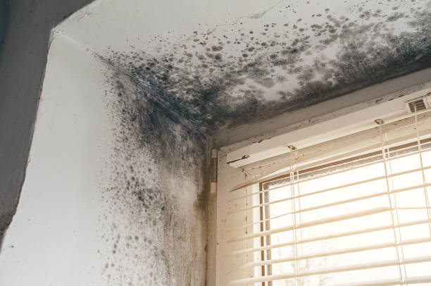 Affordable Mold Removal solutions in New Park, PA