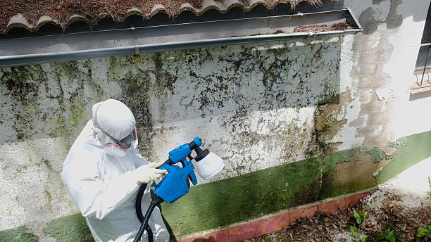 Top rated local Mold Removal specialists in New Park, PA